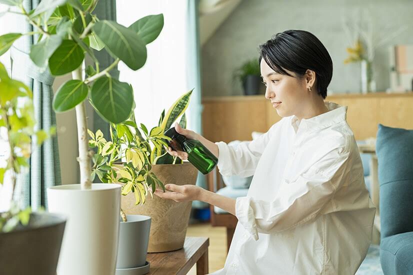 観葉植物を部屋に置く