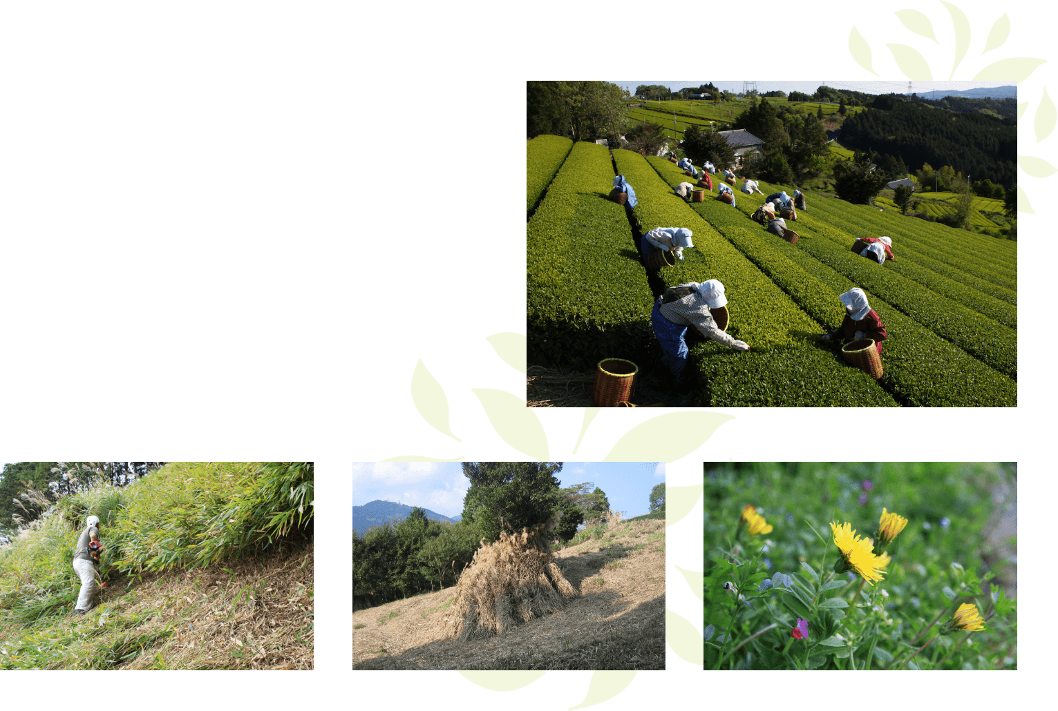 茶草場（ちゃぐさば）とは？