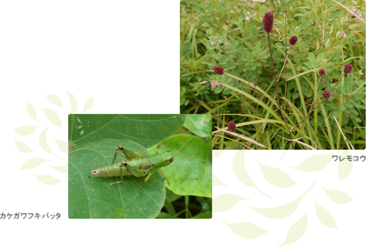 茶草場に息づく生物多様性。