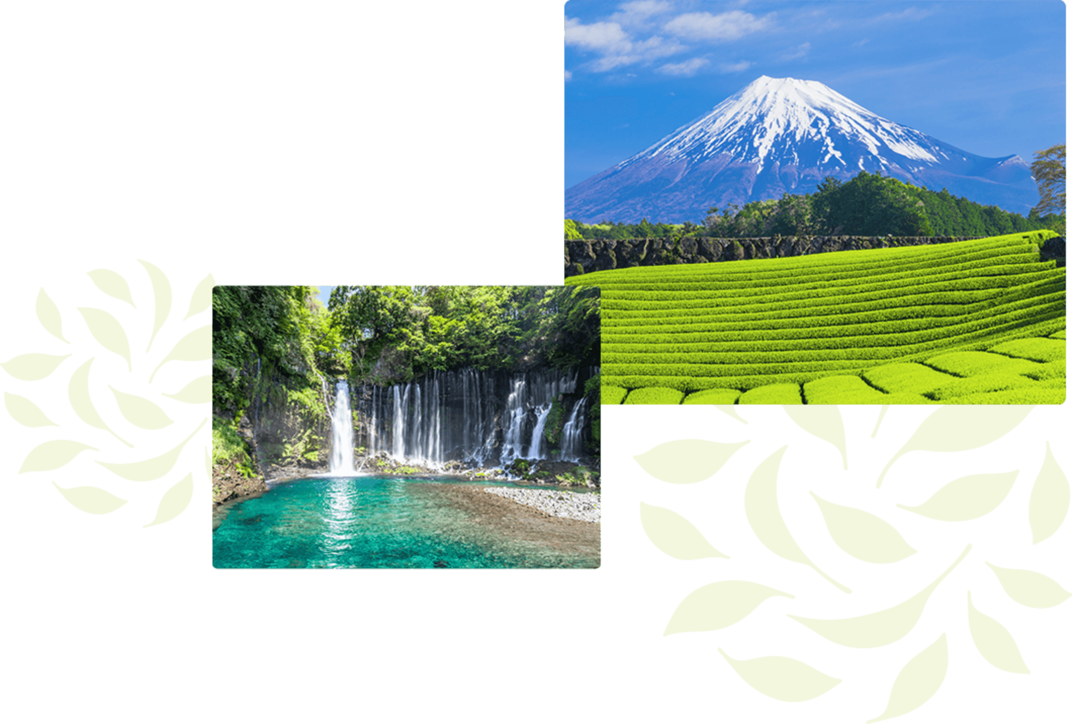自然豊かな静岡県とお茶づくり​1