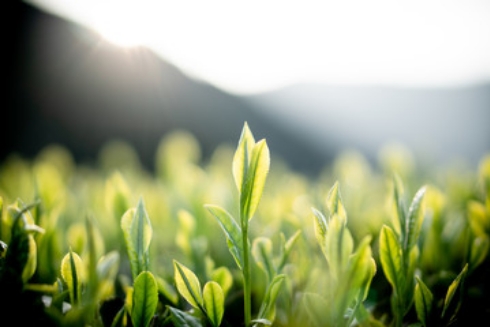 銘茶フレッシュ専用茶葉