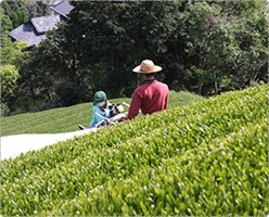 静岡茶畑